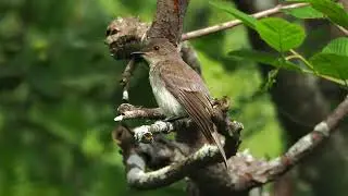 Eastern Phoebe Song (Sayornis phoebe)