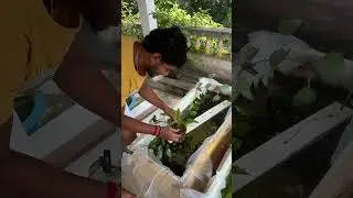 My Friends Plant Setup #aquariumfish #fish #vlog