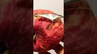 A Butterfly's Meal: Boxtree Moth (Cydalima Perspectalis) Drinks Apple Juice