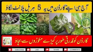 5 औषधीय पौधे|Five Herbs Plants Must Keeps Home garden|Pest Control plants for Vegetable Garden|