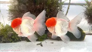 Big strawberry top on these chunky Zhao&rsquo;s Tancho High Head Orandas 😍