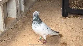 New 