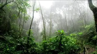 Exotic Jungle Sound for Sleep, Meditation, and Relaxation-1 Hour