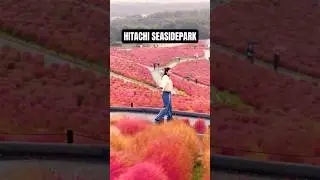 In love with Hitachi seaside park #hitachiseasidepark #japanlife #shorts #trending #3millionviews