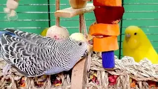 happy budgie sounds