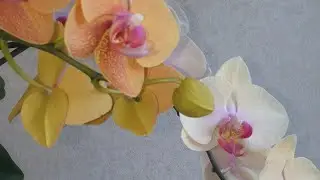 Две мои лошадки 🤣 Орхидея 