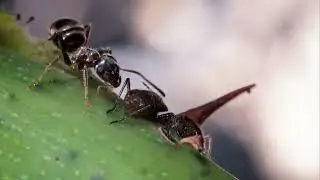 Mutualisme 1