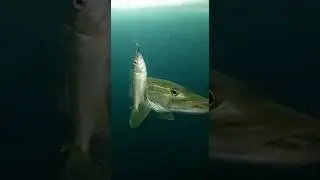 Pike Stalking the Live Bait
