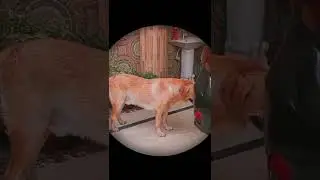 pets lovers hub #shortsvideo