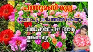 Pathu Mani growing tips || pathu mani plant care in Malayalam || Poppy vlogs