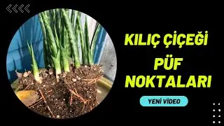 PAŞA KILICI BAKIMI PÜF NOKTALARI