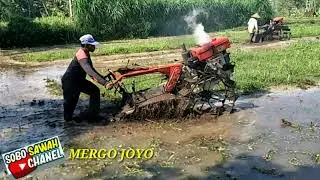 Traktor!!! kerja ngebut membajak sawah dengan traktor YANMAR TF 155 VS KUBOTA rd 110