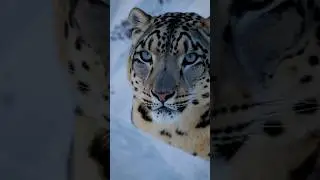 Snow Leopard in Snow 4k HDR. #shortsfeed #wildlife #snowleopard