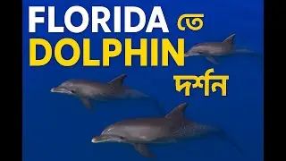 Florida তে dolphin দর্শন এবং অসাধারণ sunset cruise