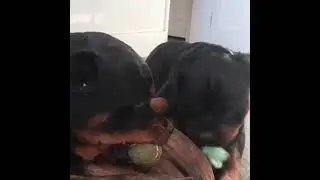 #rottweilerbreed #shorts #rottweilerworld #reels #viral