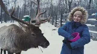 Стоп! Почему кормление оленей может быть смертельно опасным
