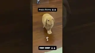 This Funny Bunny Will Make Your Day! 🐰😂 #funnybunny #bunnyshorts #animals #funnyanimals
