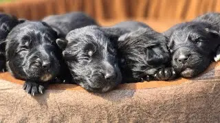 🐾Long-hair black GSD pup's need careful grooming and sun management. Sunbathing to early morning🖼.