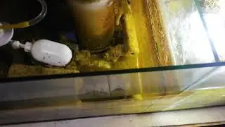 acuario marino diseño del sump