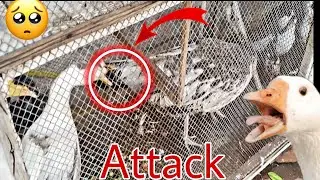 Angry Duck Attack on Peacock 👿