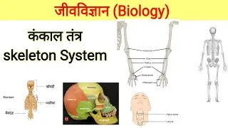 कंकाल तंत्र। Skeleton System in Hindi। Kankal tantra। Biology in Hindi। @SURAJSTUDYBOOK 