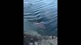 Hogfish