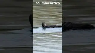 🐦 Profundidades &Aacute;rticas: El Colimbo, Maestro del Buceo  #shorts  #animals