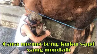 Cara Potong Kuku Sapi Yang Mudah
