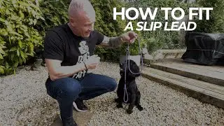 How to Fit a Slip Lead | the Dog Therapist