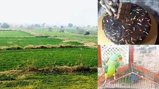 Beautiful Village Life Vlog | Birds, Greenery, Traditional Cooking & Daily Routine