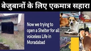 Dog Shelter in moradabad | Dog Shelter Adoption | Stray Dog Rescue | Stray animals rescue and Care.