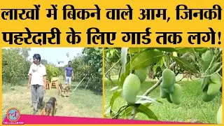 इन Mango orchard में क्या खास है कि लाखों के बिकते हैं?| Taiyo no Tamago