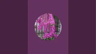 EM HUYỀN LAI CH&Acirc;U B&Aacute;N PHONG LAN RỪNG THUẦN 0855402333 (PHONG LAN LAI CH&Acirc;U 99)