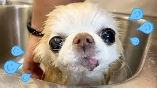 How To Get Your Dog to Relax During Bath Time? Here are Cedric’s tips 🥰