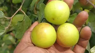 চাকরি বা ব্যবসার পাশাপাশি  বাছাই করা ভালো জাতের বড়ই চাষ করতে পারেন অল্প খরচে বাগান করা যায় 