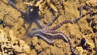 Banded String-arm Octopus (Ameloctopus litoralis)