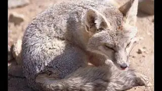 Endangered Species: Swift Foxes
