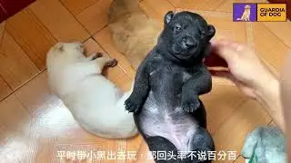 Newborn Puppies Daily Care | Feeding, Cleaning & Love