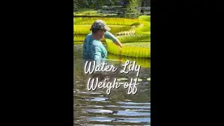 Waterlily Weigh-off 2025 - Bok Tower Gardens