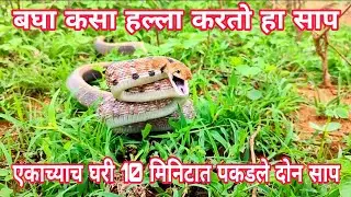 एकाच्याच घरी 10 मिनिटात पकडले दोन साप #snake #nature #snakerescue #rescue #wildlife #samp #trinket 