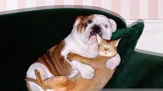 BEST DANK CAT MEMES COMPILATION 2019 (FUNNY CATS VIDEOS)