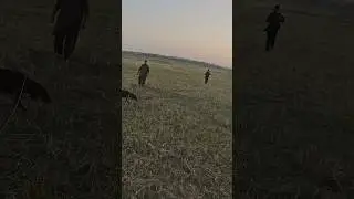 Hunting quail with Pakistan famous dog gunner
