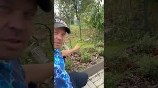 Брусника выросла #diy