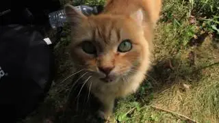 Orange Cat With Deep Meow