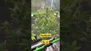 ! Gorilla Cookies!
