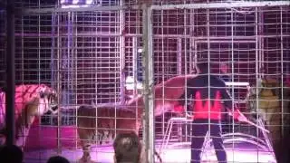 Courtneys Daredevil Circus - Tigers :D 2016