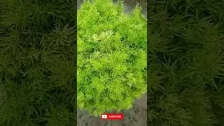 #Shorts Beautiful Plant 🌿☘️🌱 #latestahorts #virlshorts #topserchonyoutube #toplist #hlwa #food