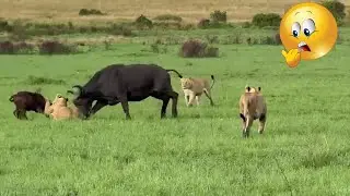 Mother Buffalo and Herd Tries To Protect Baby Buffalo From Lions 😦