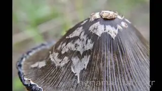 Coprinopsis picacea coprinus picaceus