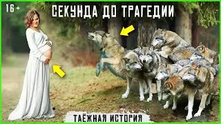 A Pack of Wolves and a Pregnant Woman  Taiga Stories and Tales  An Incident in the Taiga Audio S